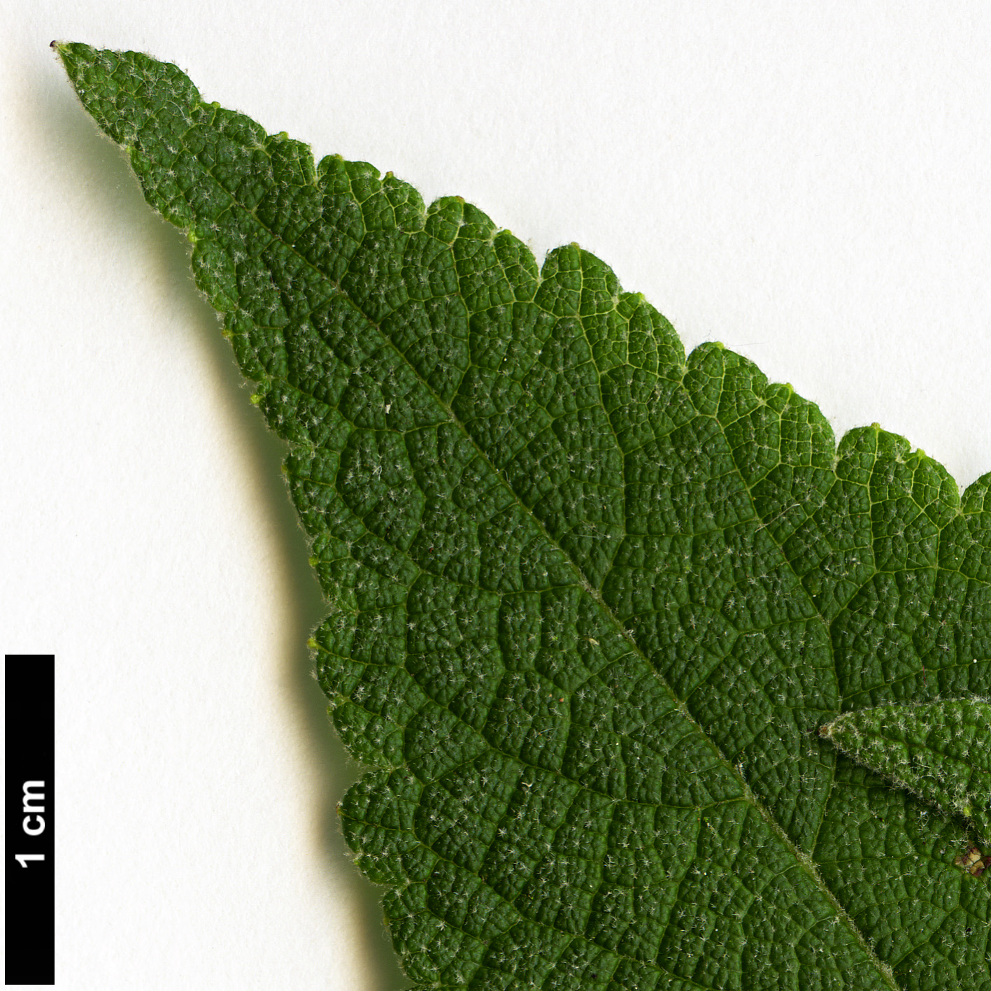 High resolution image: Family: Lamiaceae - Genus: Colquhounia - Taxon: coccinea